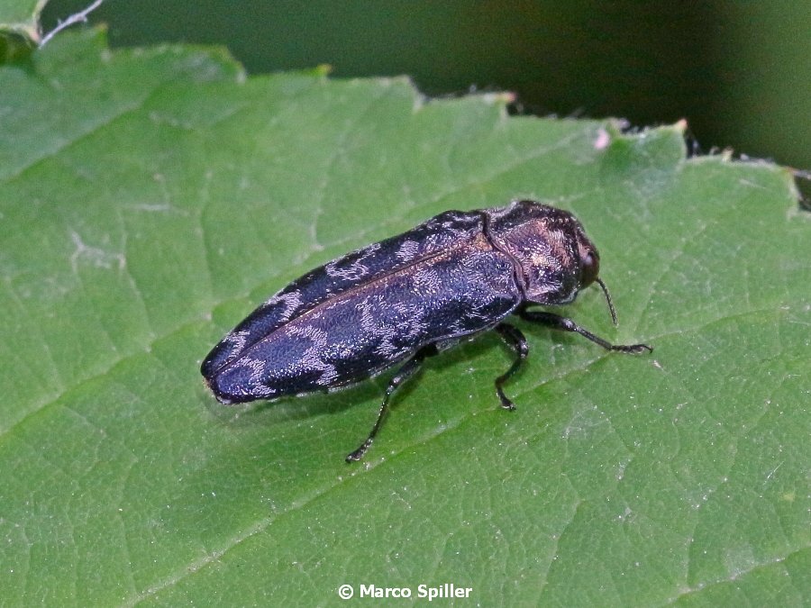 Buprestidae: Coraebus rubi